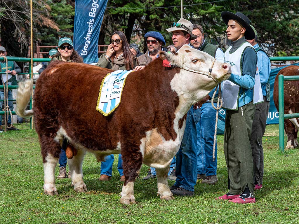 hereford_galeria_4